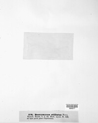 Dacrymyces stillatus image